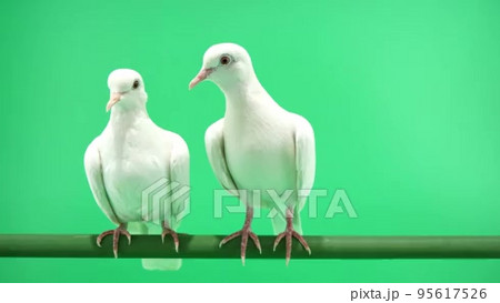 ギンバト 銀鳩 鳥の動画素材・映像 - PIXTA